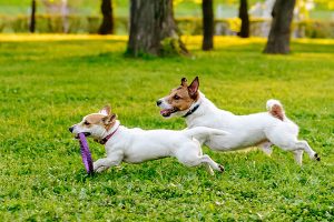 Fun and Enriching Dog Daycare in Sewell NJ | Fetch Pet Resort